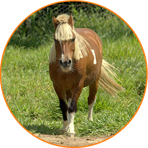 Pegassus