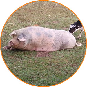 Peppa