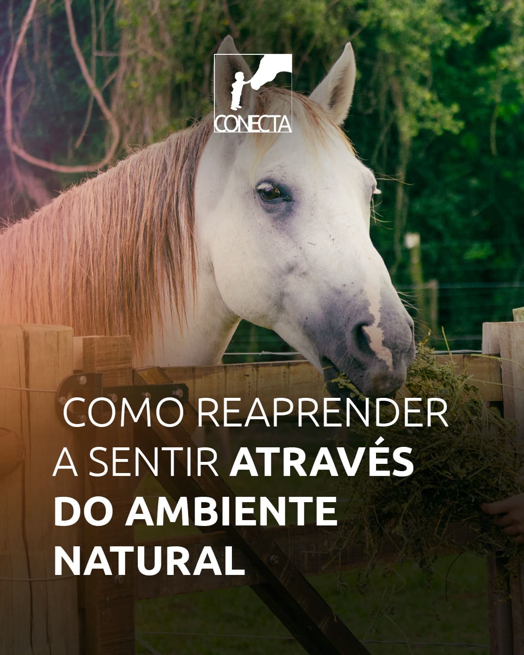 Como reaprender a sentir através do ambiente natural